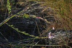 Heliophila linearis linearifolia