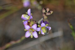 Heliophila linearis linearifolia