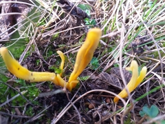 Clavulinopsis helvola