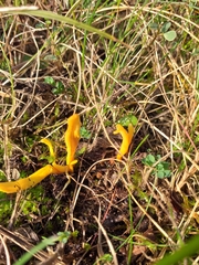 Clavulinopsis helvola