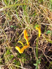Clavulinopsis helvola