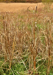 Typha latifolia