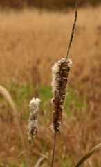 Typha latifolia