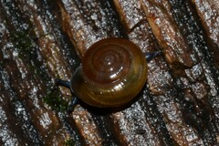 Morlina glabra