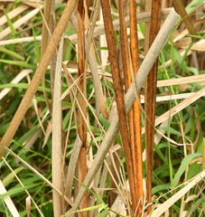 Typha latifolia