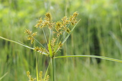 Cyperus microiria