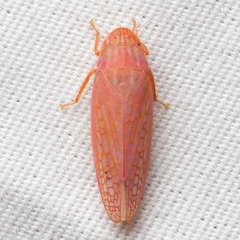 Gyponana gladia