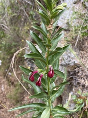Lobelia polyphylla