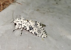 Lichnoptera decora