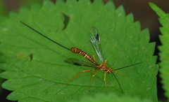 Megarhyssa greenei