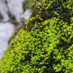Hydrogonium croceum