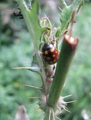 Chrysolina vigintimaculata