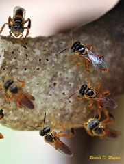 Tetragonisca fiebrigi