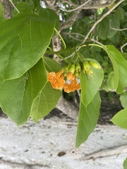 Cordia subcordata