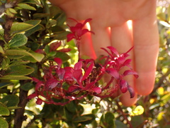 Exobasidium darwinii