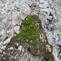 Hydrogonium croceum