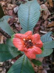 Palicourea tomentosa