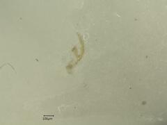 Linnavuoriana intercedens