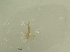 Linnavuoriana intercedens