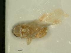 Linnavuoriana intercedens