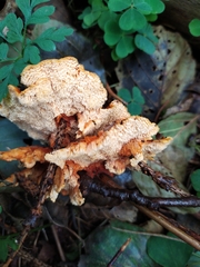 Pycnoporellus fulgens