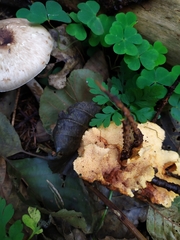 Pycnoporellus fulgens