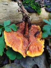 Pycnoporellus fulgens