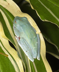 Boana rufitela