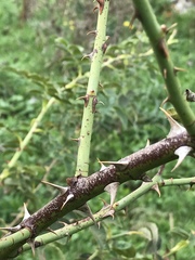 Rosa pseudoscabriuscula
