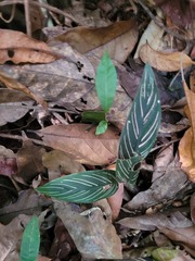 Goeppertia elliptica