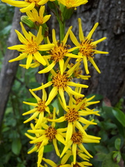 Ligularia sibirica