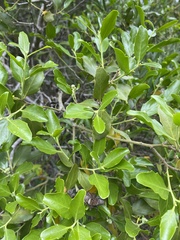 Quillaja saponaria