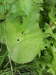 Ligularia sibirica
