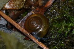 Morlina glabra