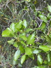 Quillaja saponaria