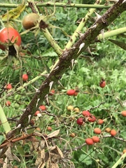 Rosa pseudoscabriuscula