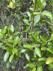 Quillaja saponaria