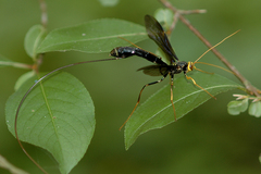 Megarhyssa atrata