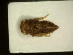 Iassus lanio