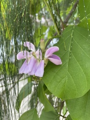 Canavalia cathartica