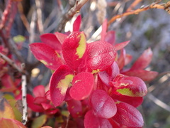 Exobasidium darwinii