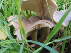 Clitocybe nebularis