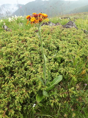 Tephroseris integrifolia