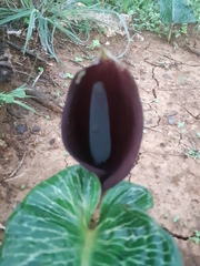 Arum pictum