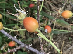 Rosa pseudoscabriuscula