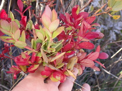 Exobasidium darwinii