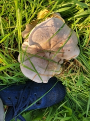 Clitocybe nebularis