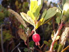 Exobasidium darwinii