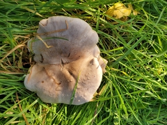 Clitocybe nebularis