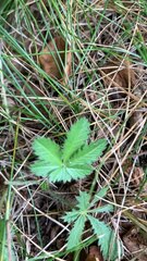 Potentilla simplex